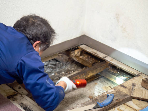 Best Mold Damage Repair  in Northford, CT