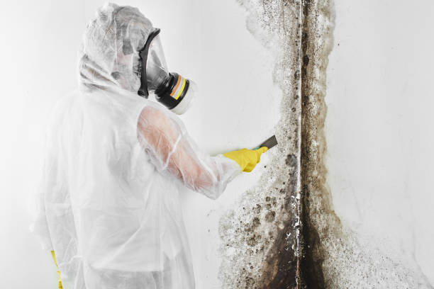 Best Certified Mold Removal  in Northford, CT