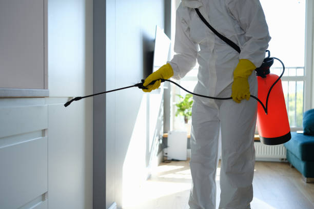 Best Office Mold Removal Services  in Northford, CT