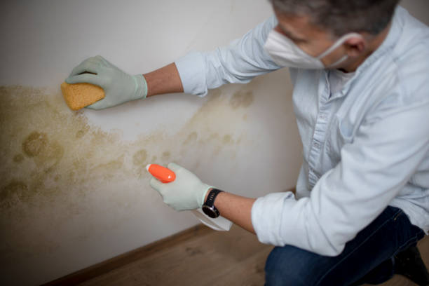 Best Mold Removal Specialists  in Northford, CT