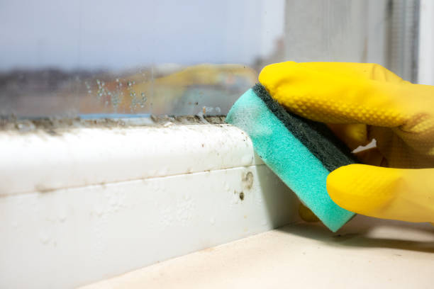 Best Local Mold Removal Service  in Northford, CT