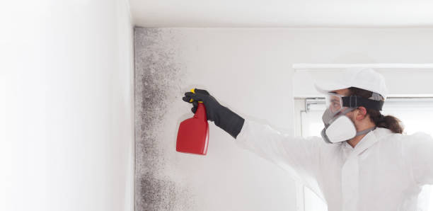 Best Affordable Mold Removal  in Northford, CT