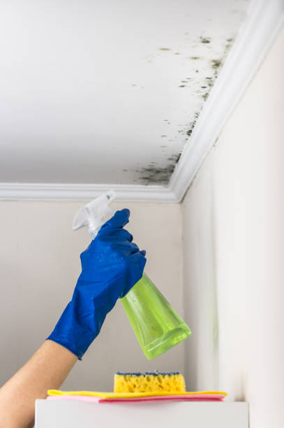 Best Professional Mold Removal  in Northford, CT